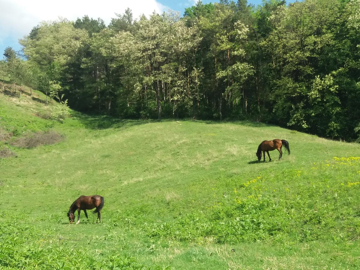 Casa Irina Villa Piatra Neamt Luaran gambar